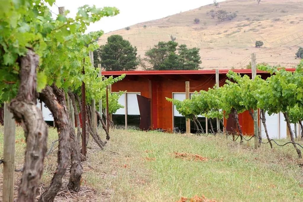 Small red timber building beside leafy vineyard rows and a dry hillside.
