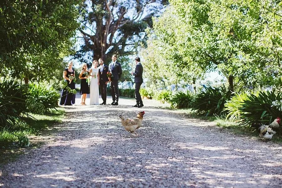 Wedding party stands on a gravel garden path with a chicken in the foreground.