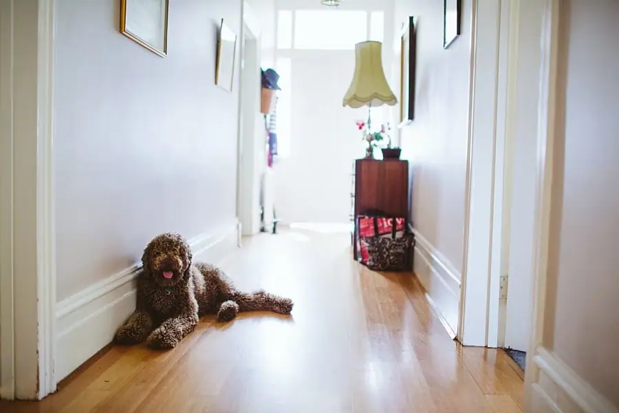 Curly-haired dog lying in a bright wooden-floored hallway.