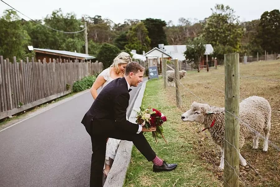 Bride and groom leaning toward sheep beside a fenced path.