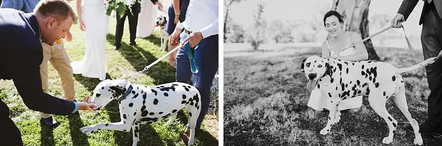 Couple greeting a Dalmatian on the lawn