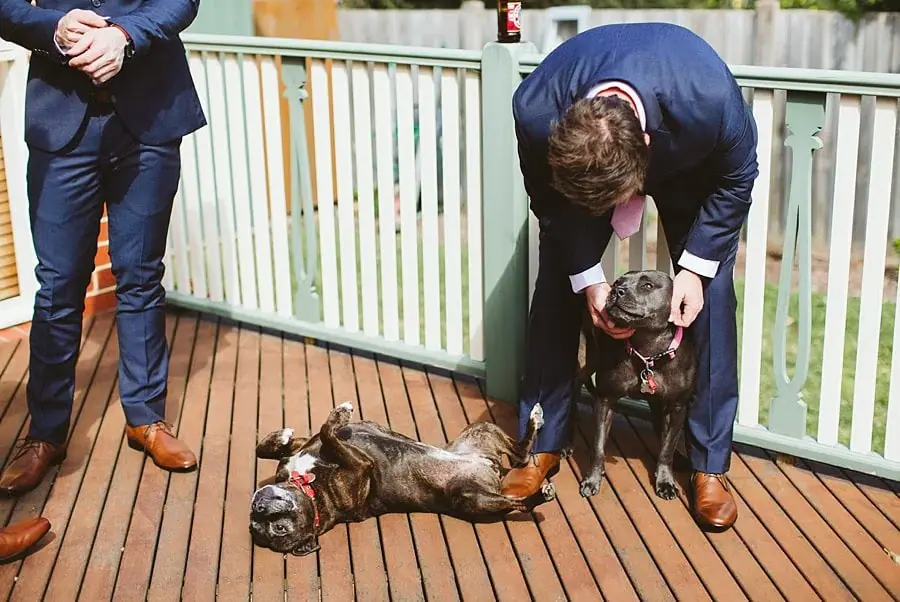Suited man bending to pat two dogs on a wooden veranda.
