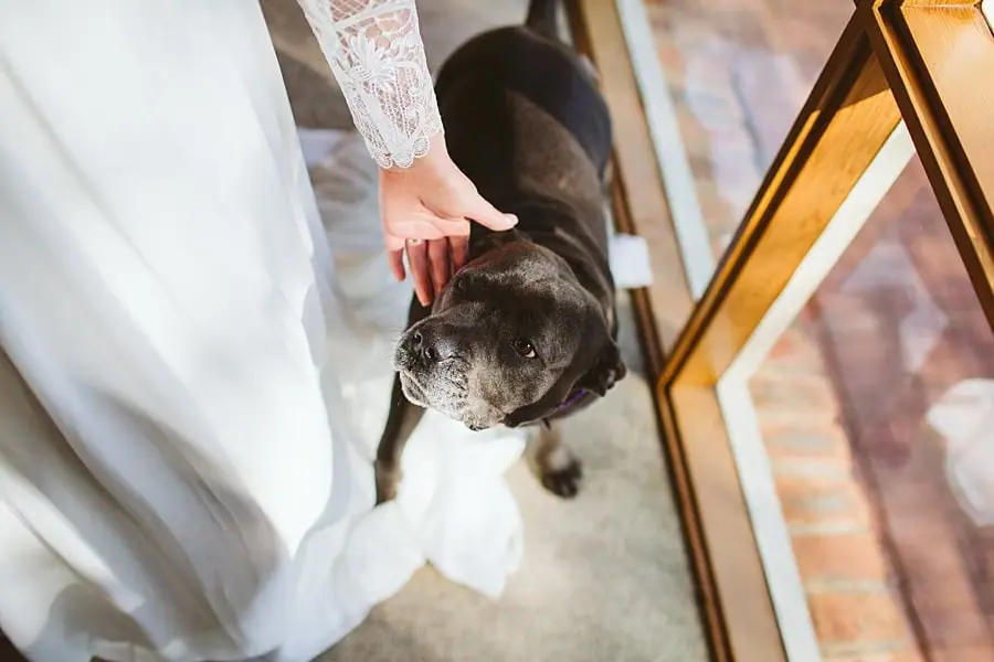 Bride patting a dark dog beside a window.
