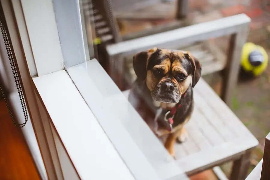 Dog looking up from a wooden bench outside a doorway.