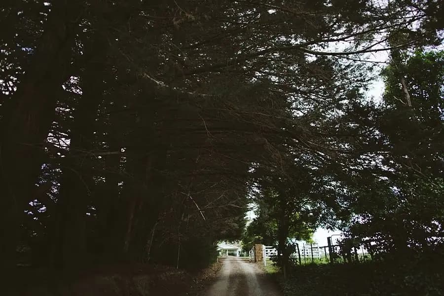 A narrow driveway beneath dark leafy trees leading toward a sunlit opening.