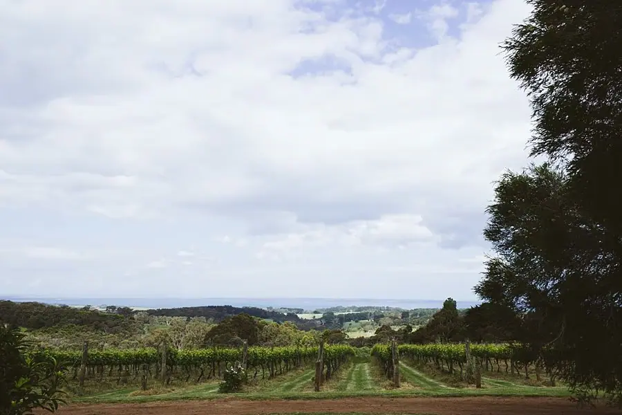 View across vineyard rows beneath a wide cloudy sky.