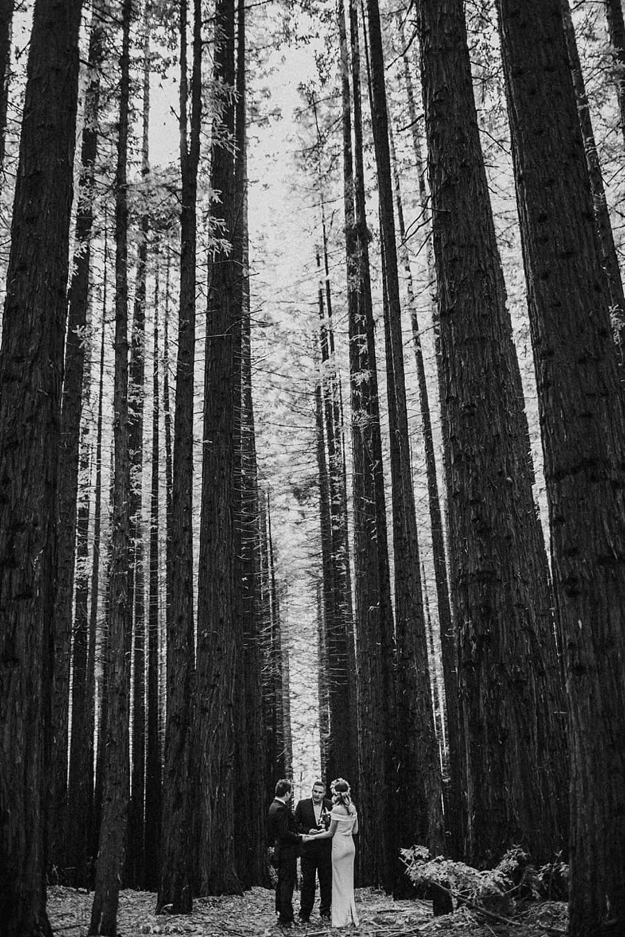 Black-and-white wide portrait of a couple beneath towering redwood trunks.