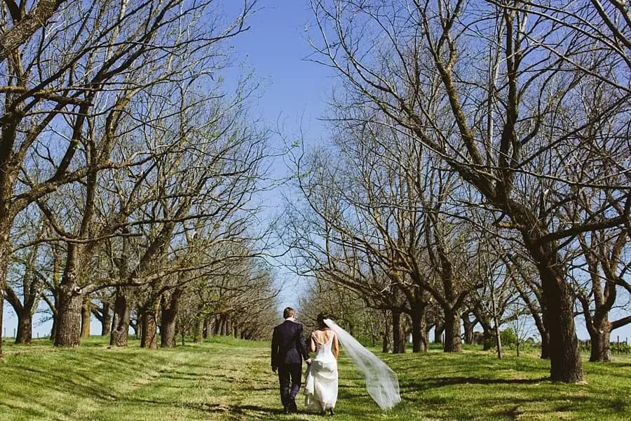 Bride and groom walking away between rows of bare-branched trees.