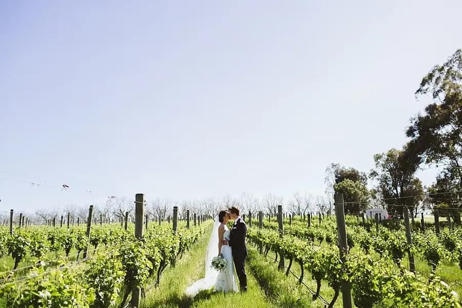 Bride and groom kissing between green vineyard rows.