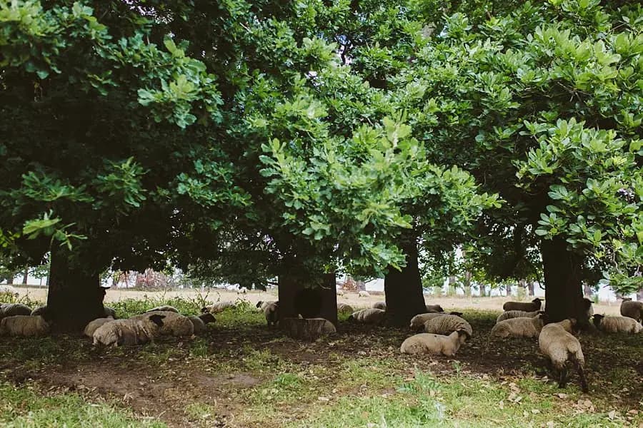 Sheep resting beneath leafy trees in a paddock