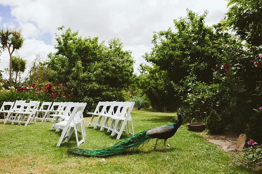 Peacock walking beside rows of white ceremony chairs in a garden