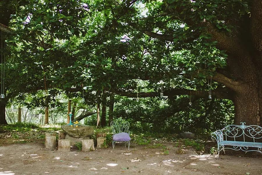 Garden chairs arranged beneath a large spreading tree
