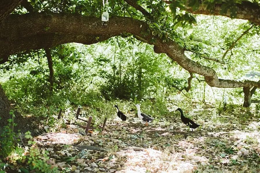 Three ducks standing among fallen leaves beneath a broad tree branch