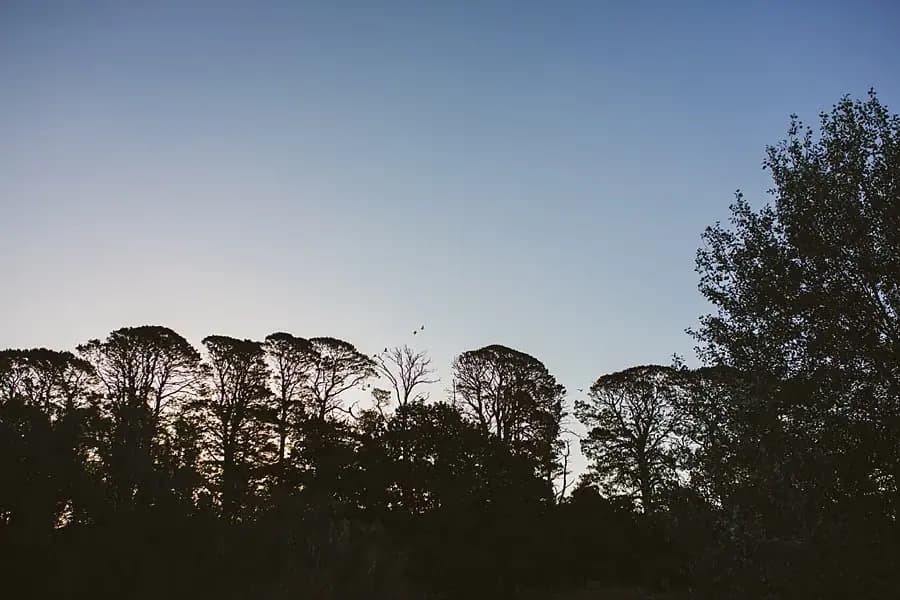 Evening sky above silhouetted trees at the rural property