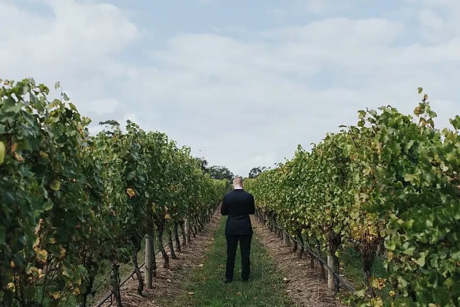 Groom waiting with his back turned between green vineyard rows.