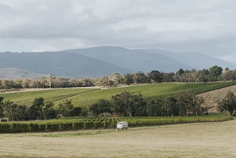 Rolling green vineyard hills with distant mountains beneath grey clouds.