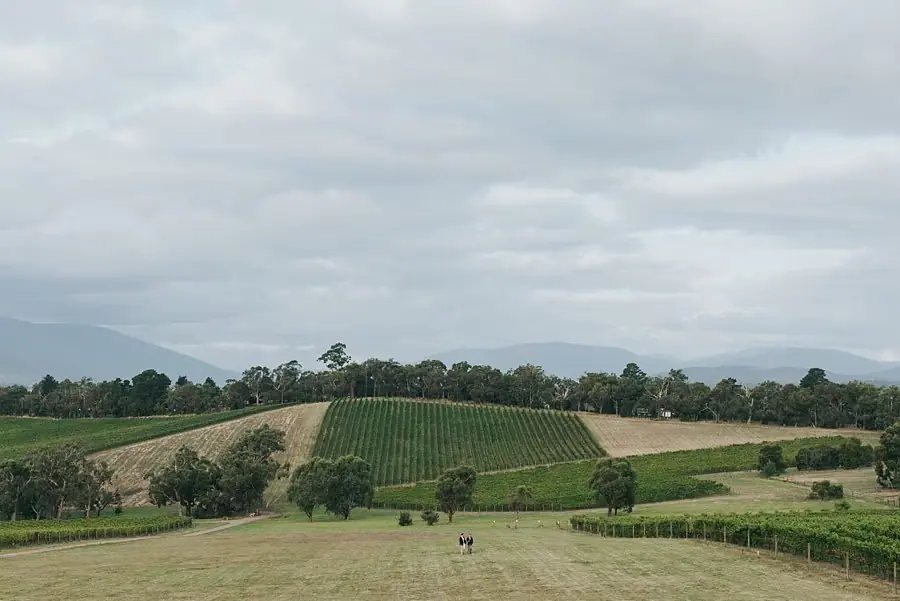 Wide view of vineyard hills beneath a cloudy sky.