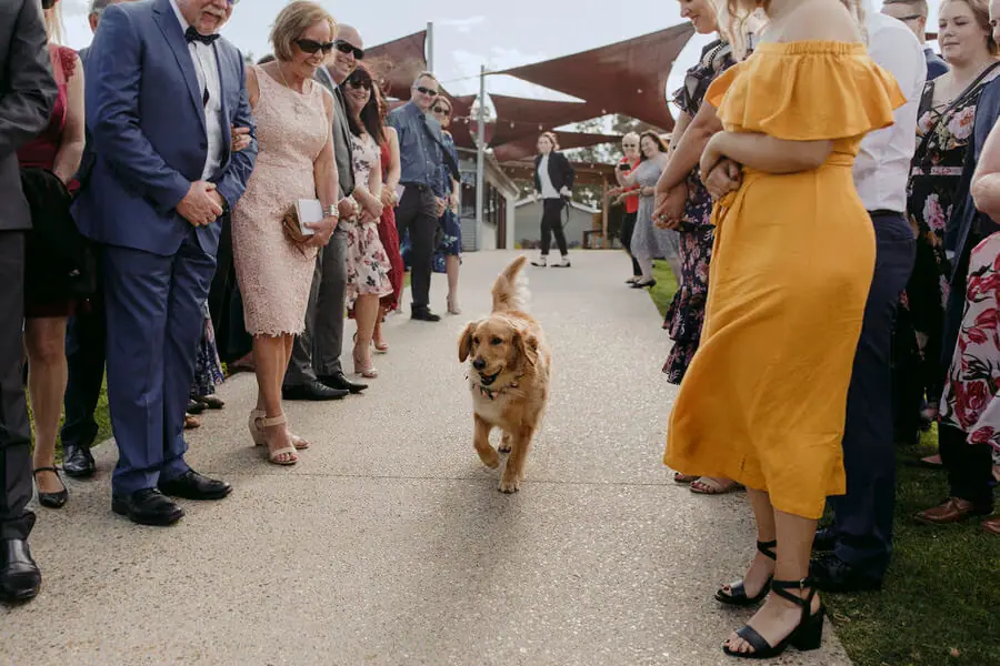 Golden dog walking between two rows of standing wedding guests.