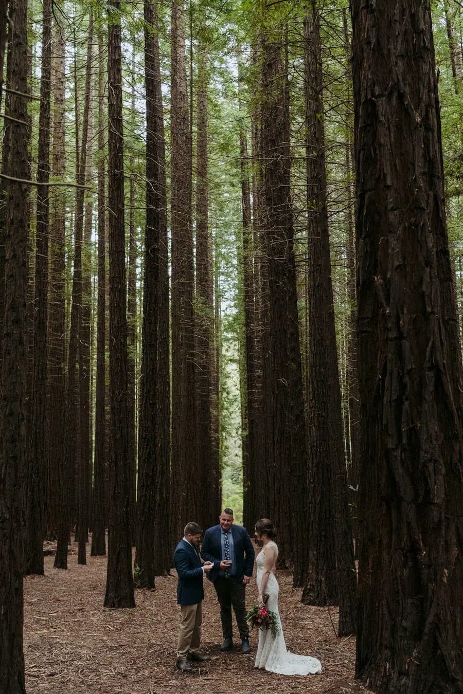 Wedding party standing among rows of tall forest trees.