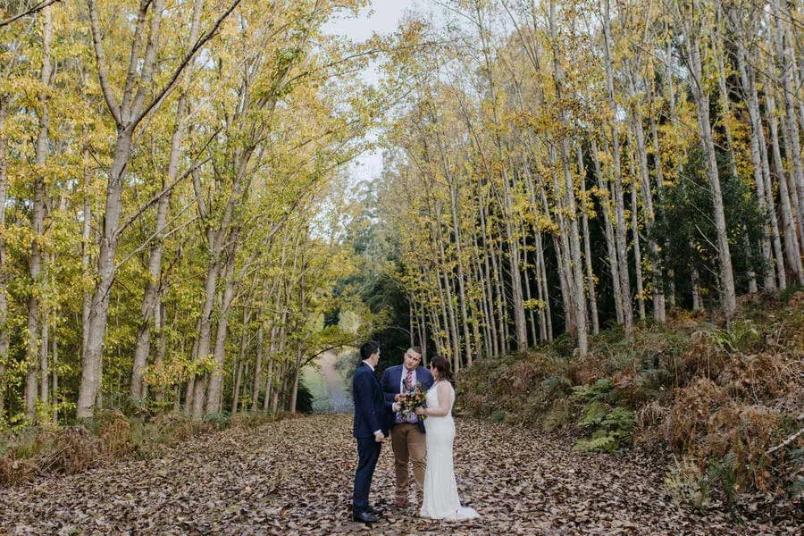 Couple embracing beneath tall yellow-leaved forest trees.