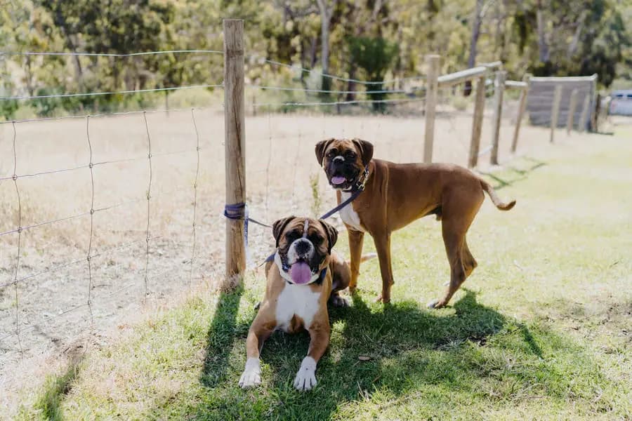 Two brown and white dogs resting beside a paddock fence