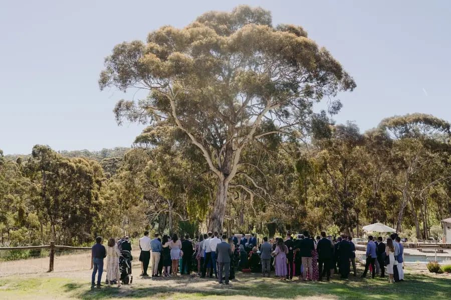 Wide view of wedding guests gathered beneath a large tree