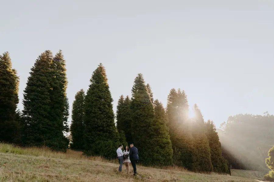 Distant couple stands beside tall trees with sunlight shining between them.