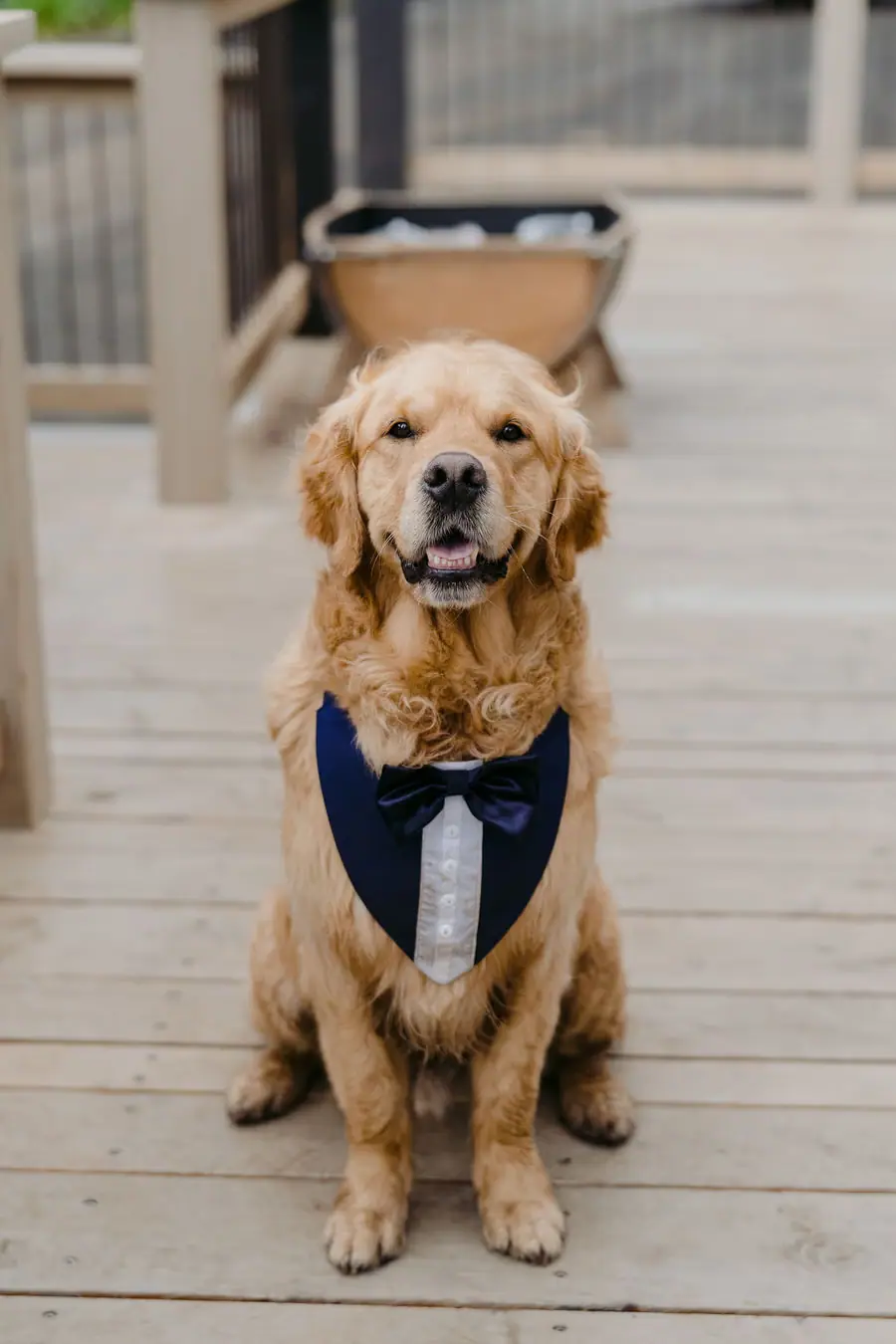 Dog wearing a dark bow tie sits on a wooden porch.