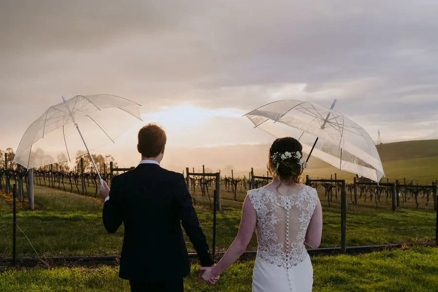 Rear view of the couple holding hands and clear umbrellas at sunset in a vineyard.