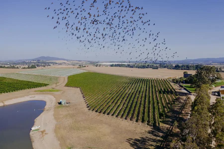 Large flock of birds flies over vineyard rows beside a pond.