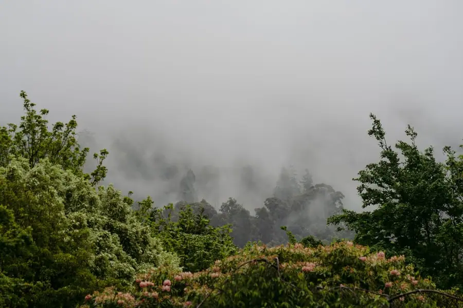 Mist drifting above forest trees and a green garden.
