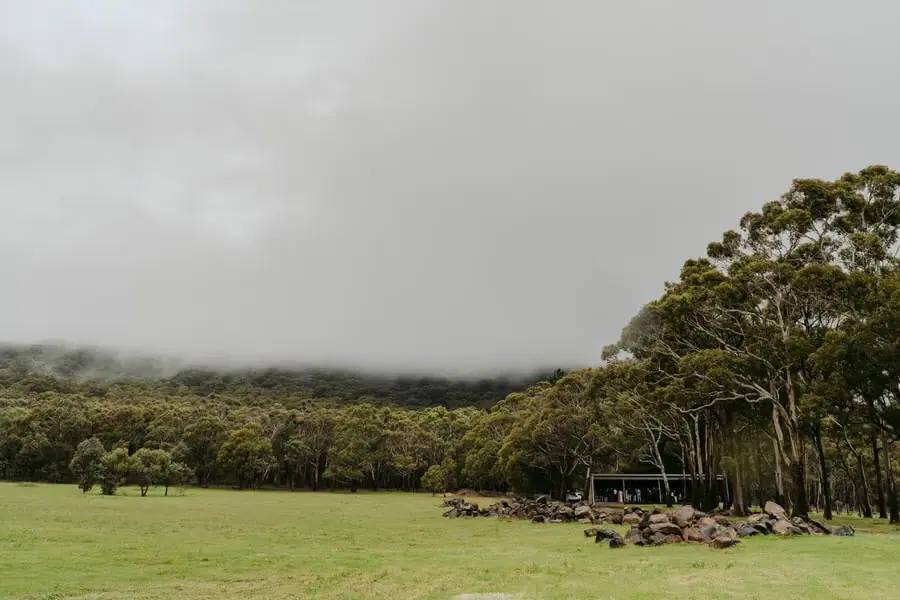 Green paddock and forest beneath low grey cloud.