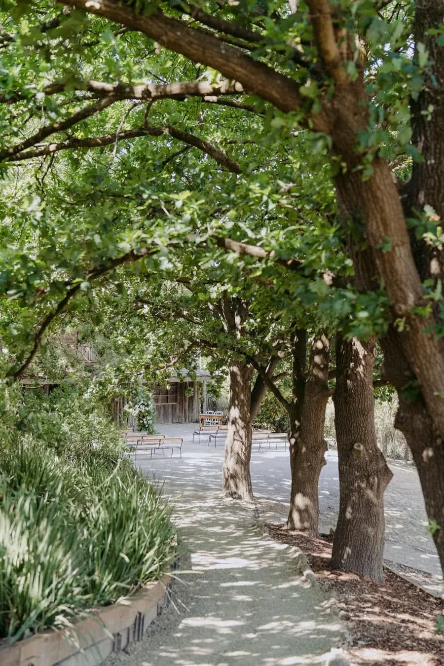 Shaded pathway running between trees and garden plants