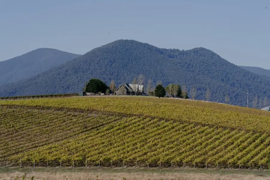 Rows of grapevines beneath distant mountains