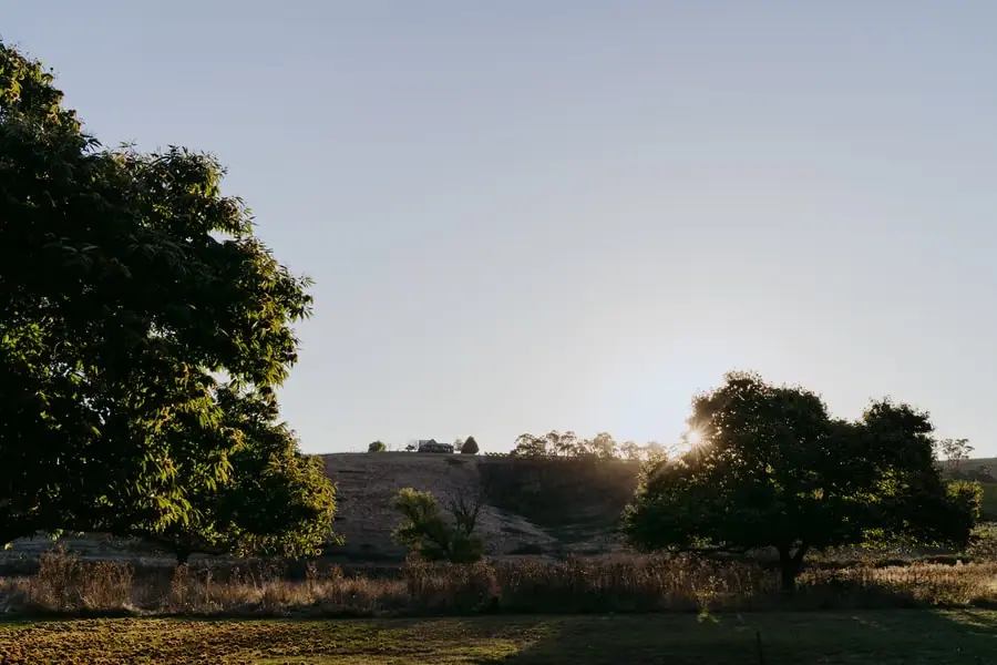 Low sun shining across vineyard rows and trees