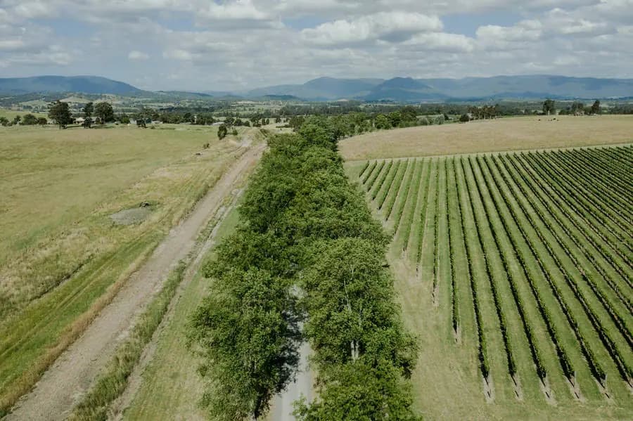 Aerial view of a tree-lined lane between vineyard rows and open fields