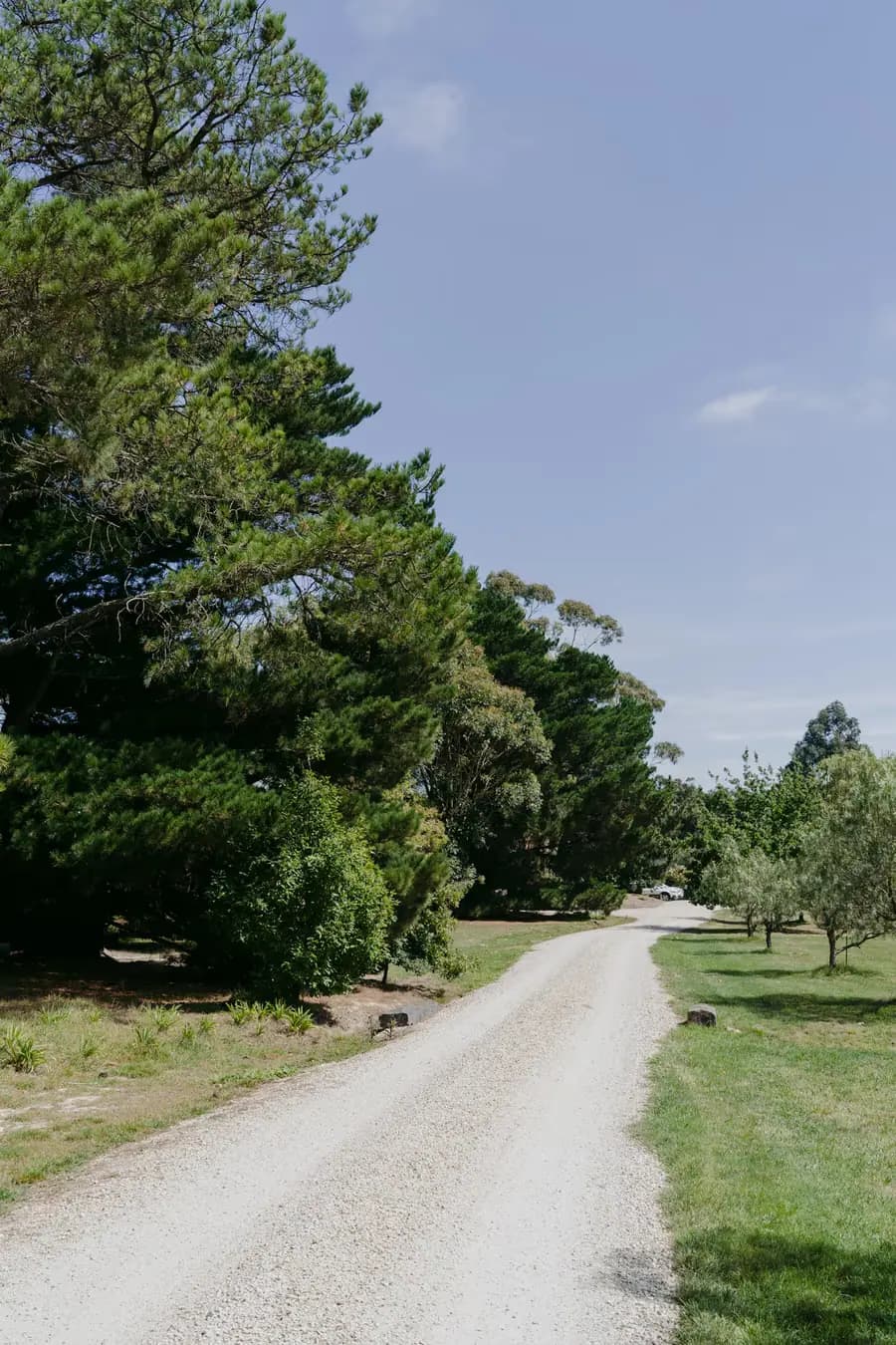 Gravel driveway winding between tall trees and grassy gardens
