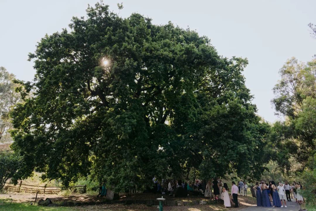 Large leafy tree shading wedding guests gathered beneath it