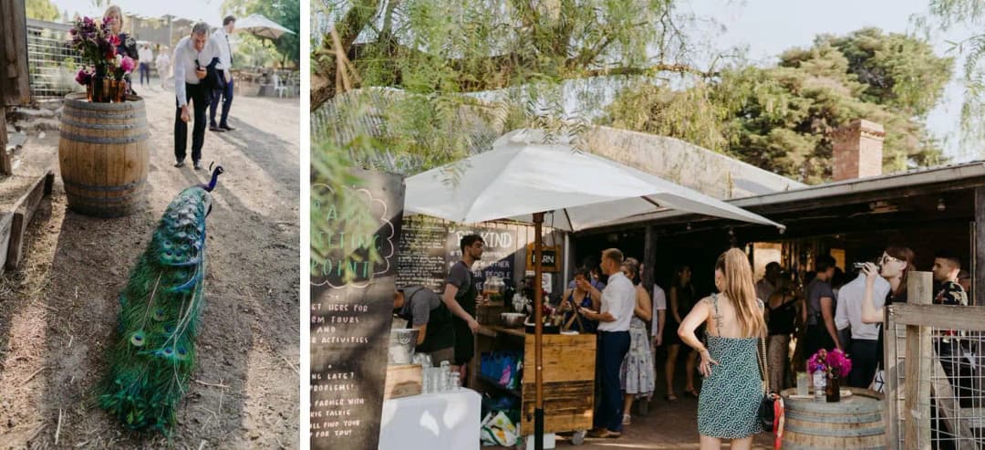 Two photographs of a peacock near guests and drinks at an outdoor bar
