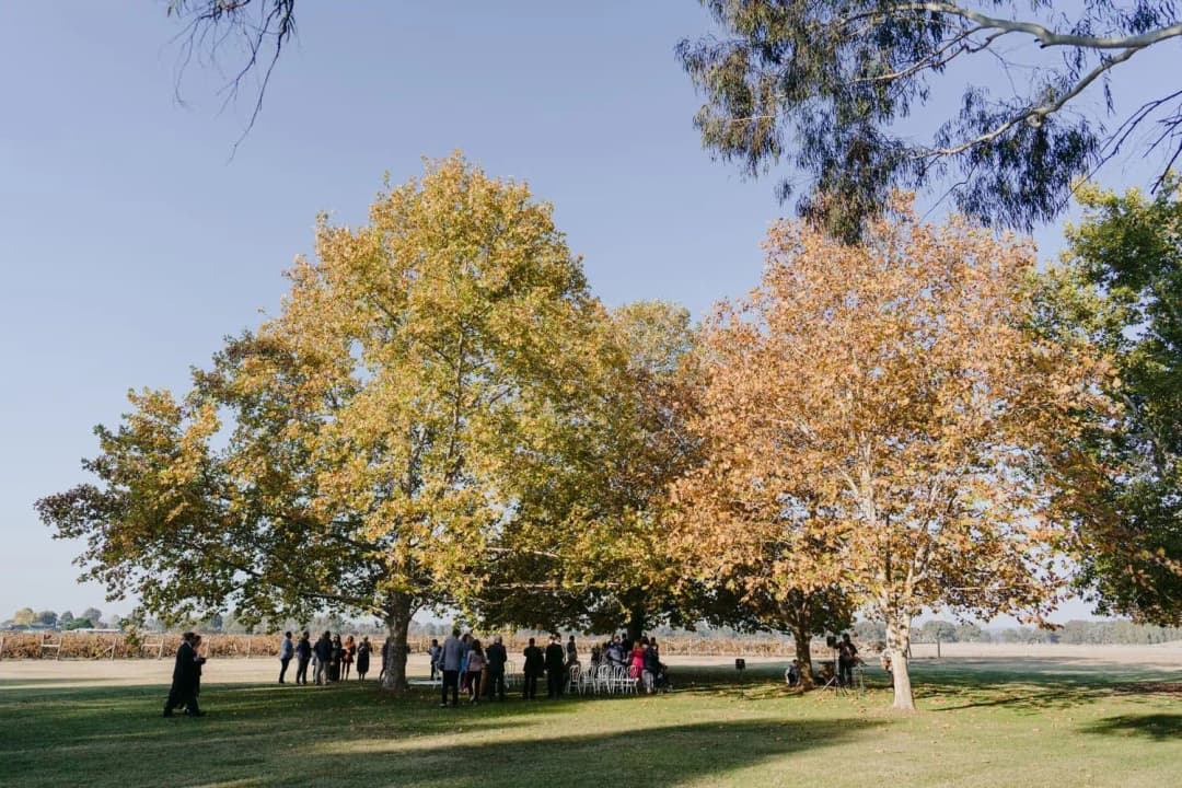 Guests gathering beneath large golden-leaved trees on a ceremony lawn.