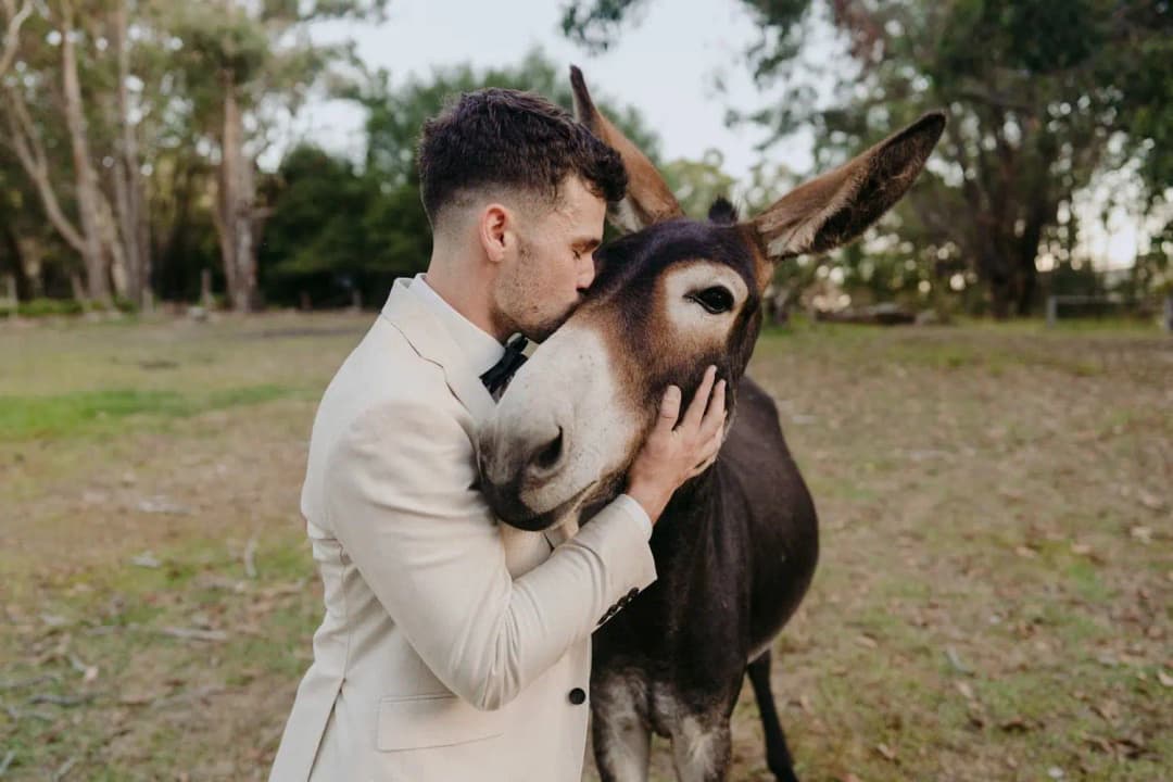 Groom embracing and kissing a donkey's head