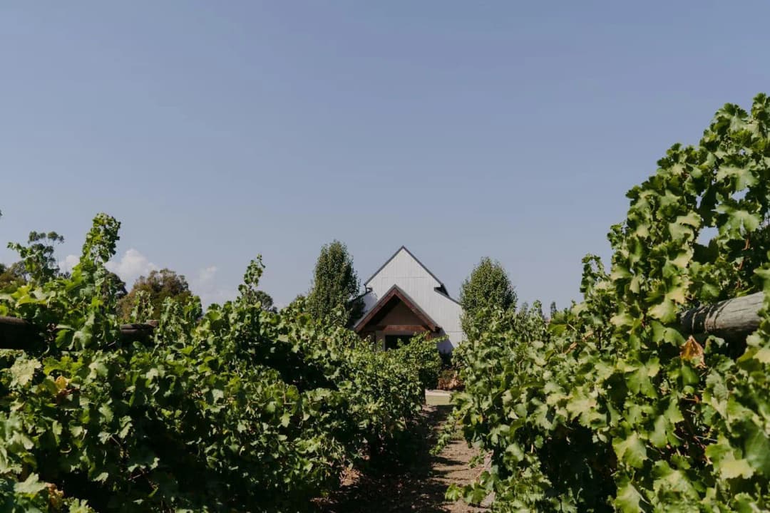Gabled building visible between leafy vineyard rows beneath a blue sky.