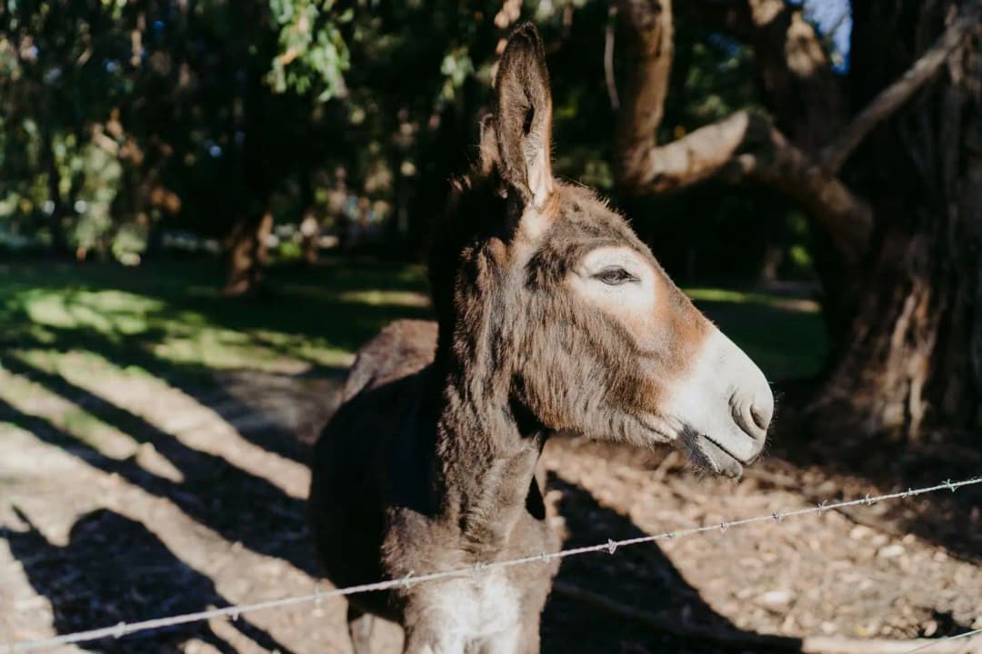 Donkey standing behind a fence beneath leafy garden trees.