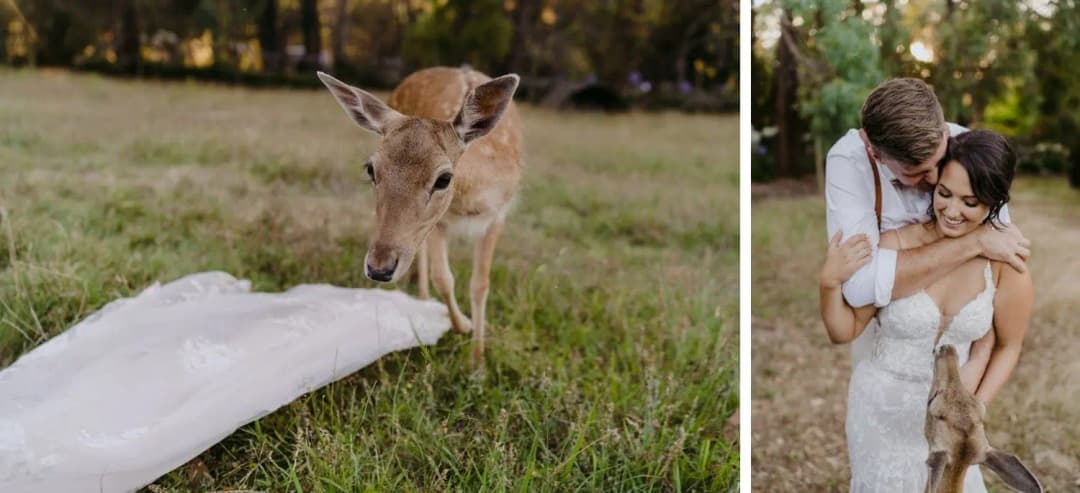 Two photographs of a deer beside the bride's dress and the couple leaning toward it.