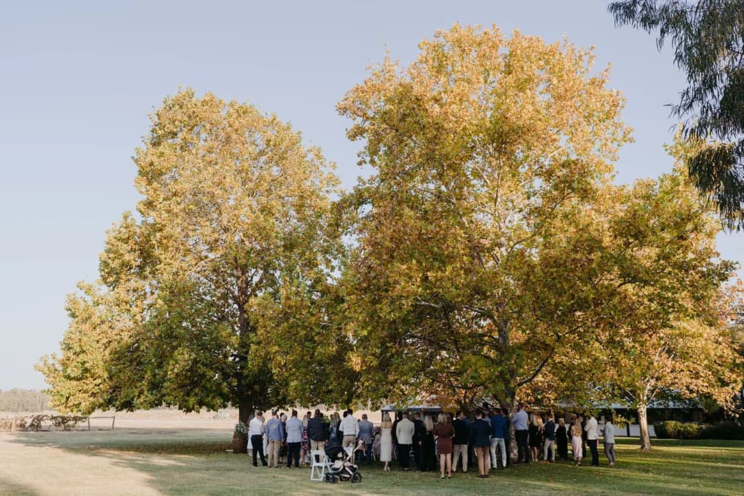 Wide view of guests gathered beneath two large golden autumn trees.